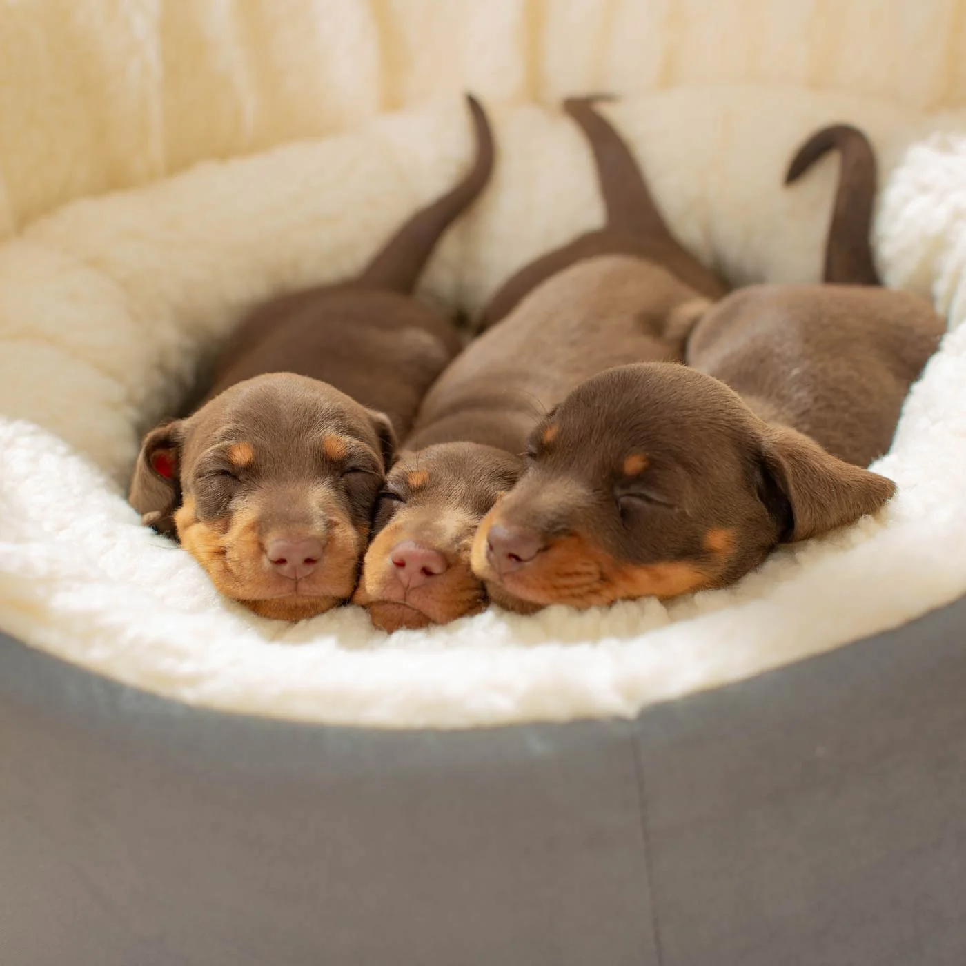 Grow With Me Puppy Bed in Grey