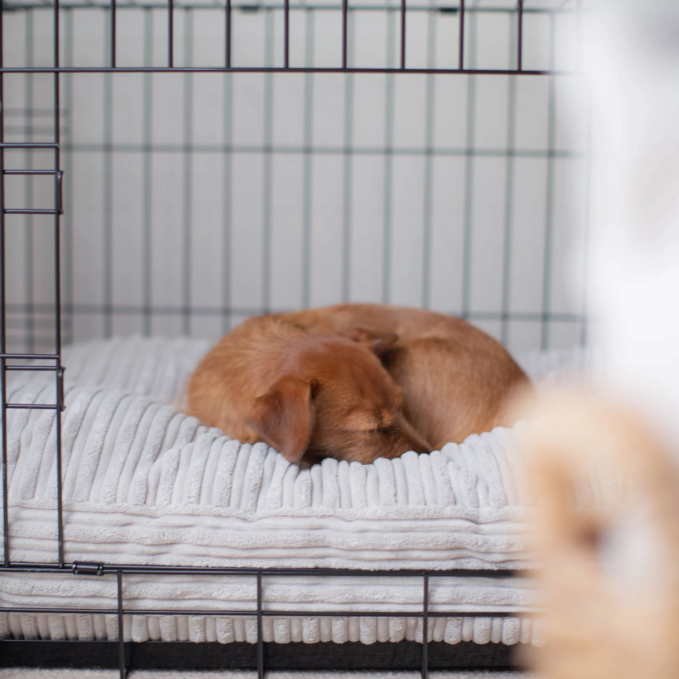 Dog Cushion in Light Grey Essentials
