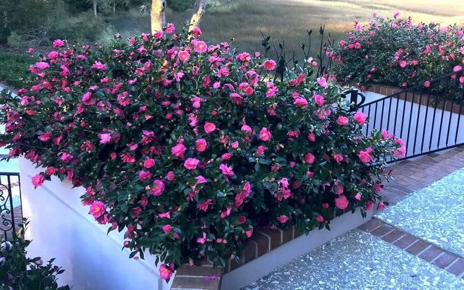 Camellia Sasanqua Shi - Shi I 3 Extra Large 3 Gallon Plants Pink Flowering Live Plant for Outdoor & Indoor Gardens, Compact Elegant Flowering Shrub for Vibrant Landscaping