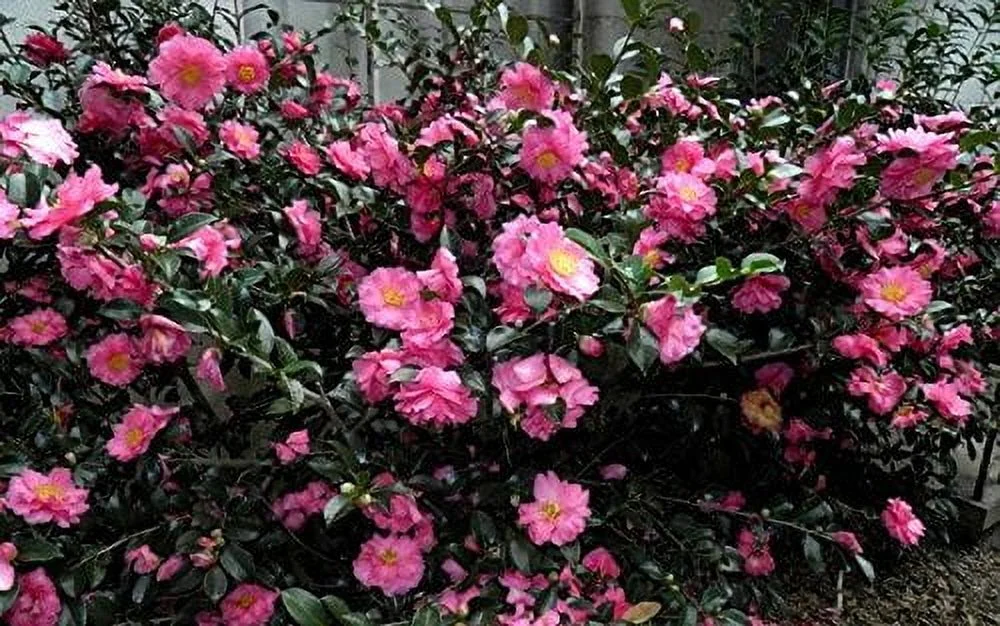 Camellia Sasanqua Shi - Shi I 3 Extra Large 3 Gallon Plants Pink Flowering Live Plant for Outdoor & Indoor Gardens, Compact Elegant Flowering Shrub for Vibrant Landscaping