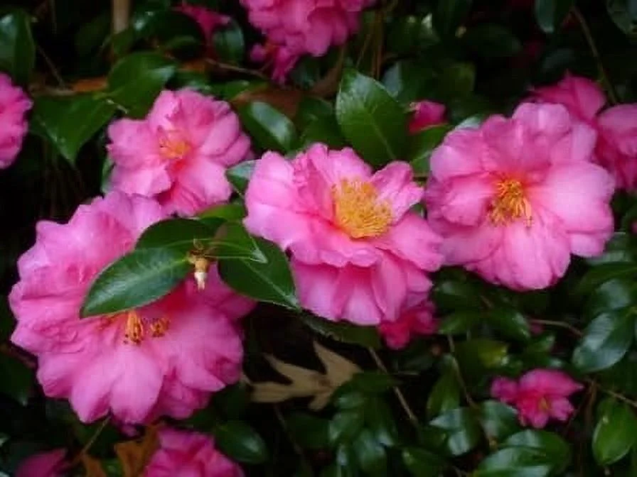 Camellia Sasanqua Shi - Shi I 3 Extra Large 3 Gallon Plants Pink Flowering Live Plant for Outdoor & Indoor Gardens, Compact Elegant Flowering Shrub for Vibrant Landscaping