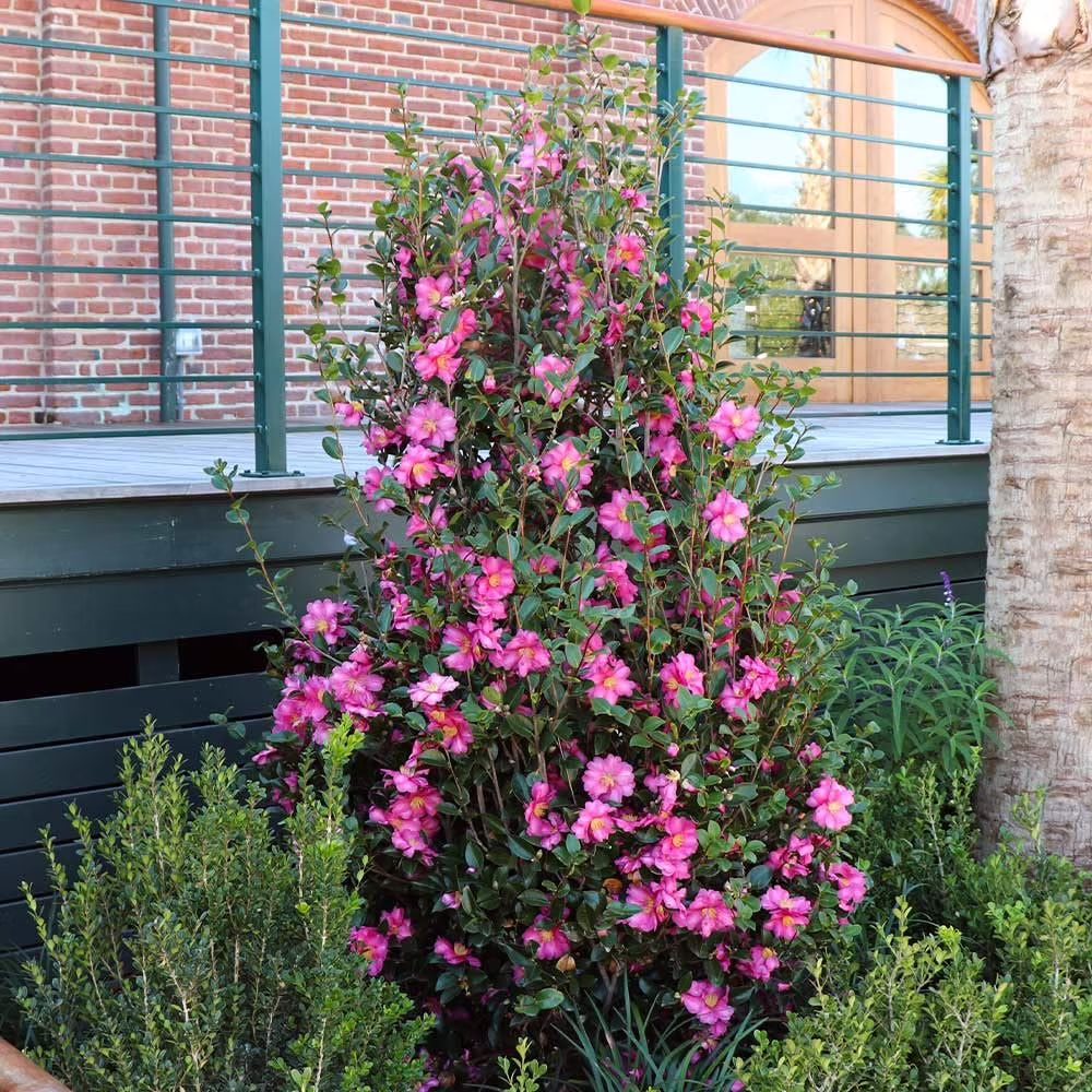 Camellia Sasanqua Shi – Shi I 3 Extra Large 3 Gallon Plants Pink Flowering Live Plant for Outdoor & Indoor Gardens, Compact Elegant Flowering Shrub for Vibrant Landscaping