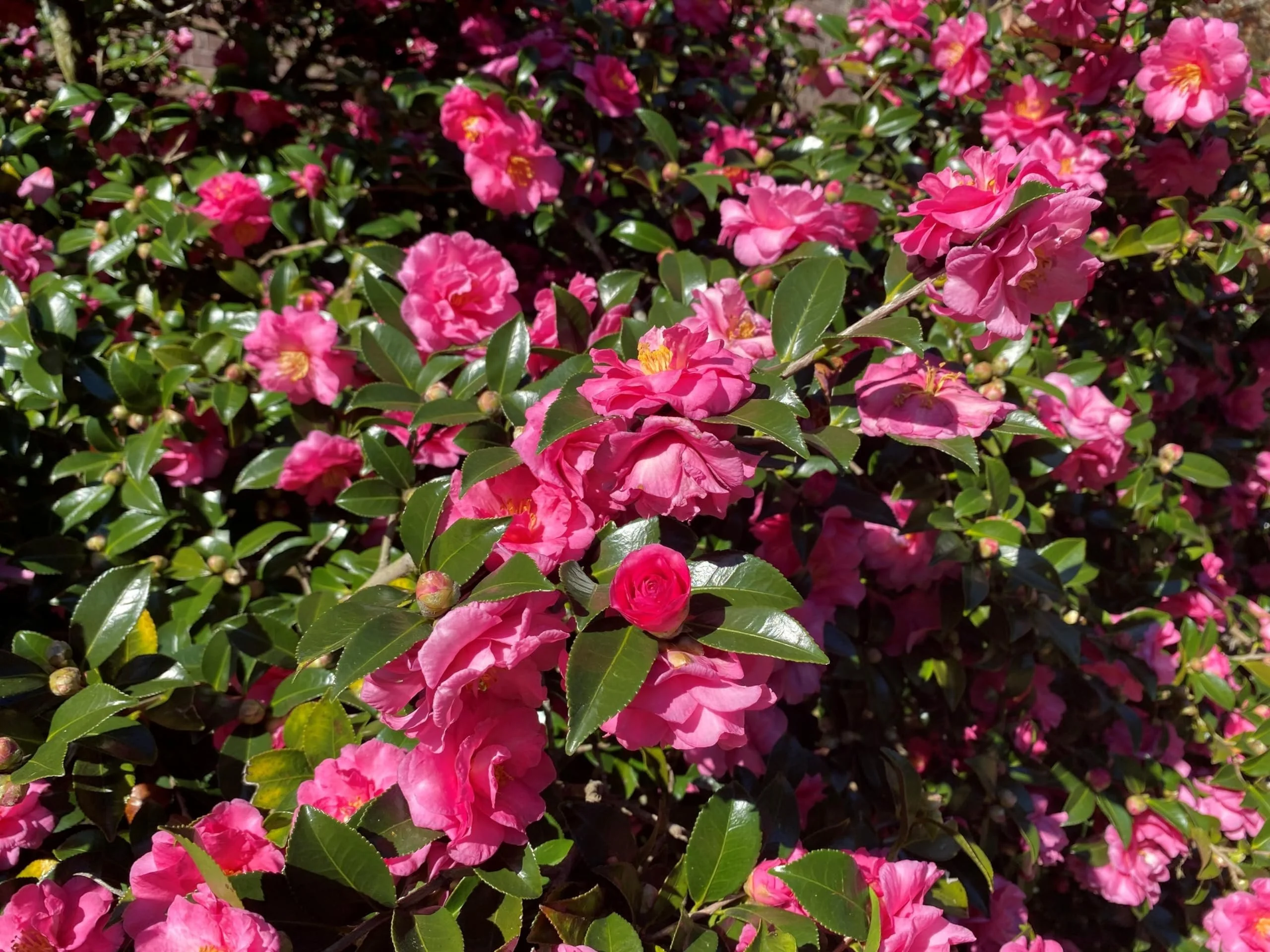 Camellia Sasanqua Shi - Shi I 3 Extra Large 3 Gallon Plants Pink Flowering Live Plant for Outdoor & Indoor Gardens, Compact Elegant Flowering Shrub for Vibrant Landscaping
